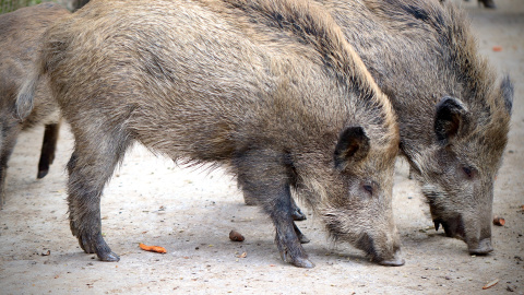 El Ayuntamiento de Málaga ha optado por controlar la población de jabalíes matándolos con flechas. - Pixabay El Ayuntamiento de Málaga ha optado por controlar la población de jabalíes matándolos con flechas. - Pixabay