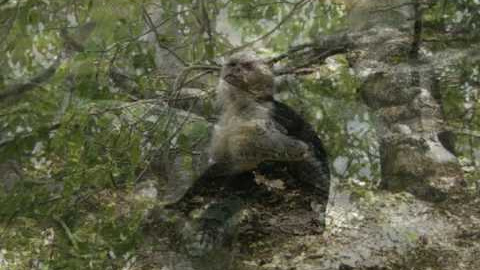 Canto General 1 - Algunas bestias, 1980