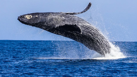 whales.jpg