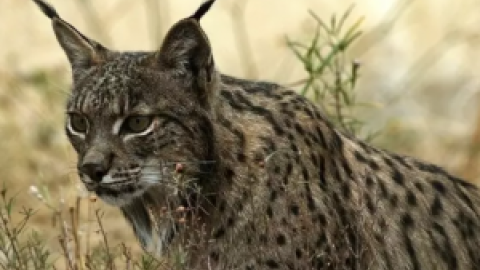 Muere atropellada una hembra de lince nacida este año en Toledo Muere atropellada una hembra de lince nacida este año en Toledo