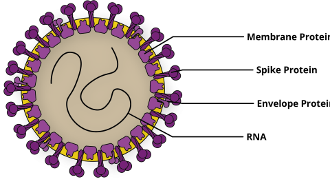Coronavirus-Diagram.png