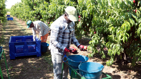 Recollida de préssec a Alcarràs. SALVADOR MIRET. Recollida de préssec a Alcarràs. SALVADOR MIRET.