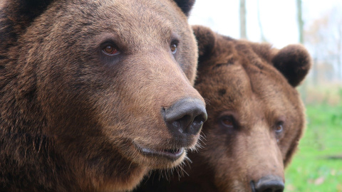 Los científicos analizaron la mordida de osos modernos, así como la de los fósiles de osos de las cavernas. / Pixabay Los científicos analizaron la mordida de osos modernos, así como la de los fósiles de osos de las cavernas. / Pixabay