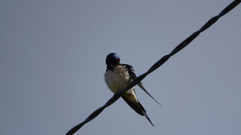 Al ver la primera golondrina del año! (@Xilefnook) Al ver la primera golondrina del año! (@Xilefnook)