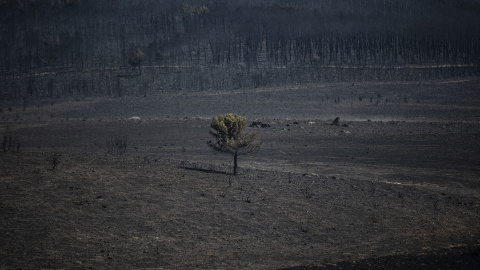Vista de la zona vegetal afectada por el incendio de Losacio, a 19 de julio de 2022, en Ferreras de Abajo, Zamora, Castilla y León (España). Emilio Fraile / Europa Press Vista de la zona vegetal afectada por el incendio de Losacio, a 19 de julio de 2022, en Ferreras de Abajo, Zamora, Castilla y León (España). Emilio Fraile / Europa Press