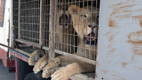 Los dos jóvenes leones entregados a la Fundación Internacional AAP Primadomus. EFE Los dos jóvenes leones entregados a la Fundación Internacional AAP Primadomus. EFE