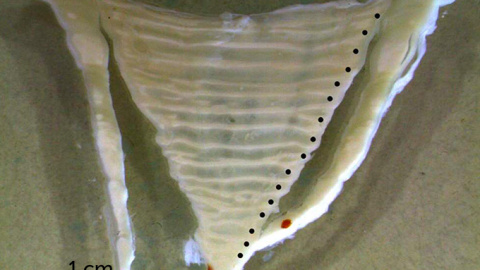 Bandas de crecimiento en una vértebra de un tiburón ballena./ FRONTIERS IN MARINE SCIENCE