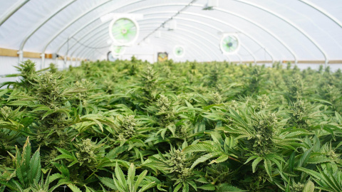 Una plantación de cannabis. Una plantación de cannabis.