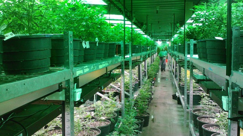 Frente al negocio del cannabis Frente al negocio del cannabis