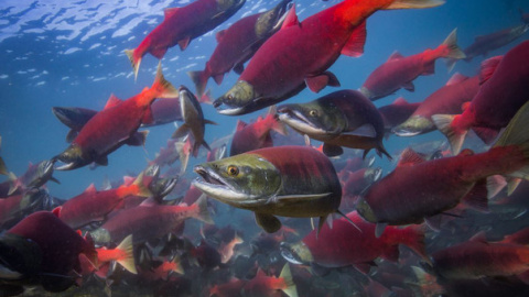 Grupo de salmones rojos del Pacífico antes de volver a desovar en la bahía de Bristol en Alaska. / Jason Ching/University of Washington Grupo de salmones rojos del Pacífico antes de volver a desovar en la bahía de Bristol en Alaska. / Jason Ching/University of Washington