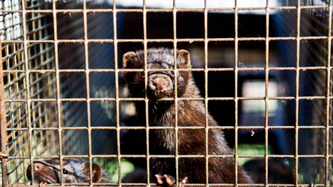 Des hace un mes se ha informado de visones infectados en varias granjas holandesas. / TheAnimalDay.org