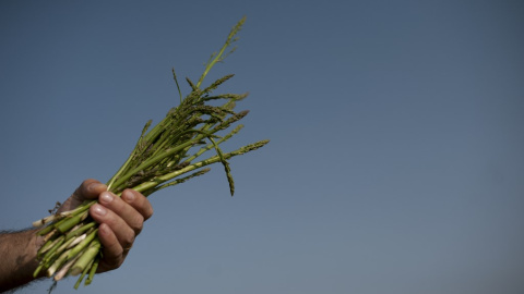 La mano de un agricultor sujeta un manojo de espárragos. AFP/Jorge Guerrero La mano de un agricultor sujeta un manojo de espárragos. AFP/Jorge Guerrero