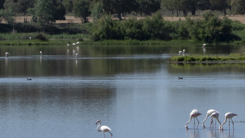 Flamencos y otras especies diferentes de aves que viven en el entorno del Parque Nacional de Doñana en el término municipal de Almonte (Huelva).- David Arjona / EFE Flamencos y otras especies diferentes de aves que viven en el entorno del Parque Nacional de Doñana en el término municipal de Almonte (Huelva).- David Arjona / EFE
