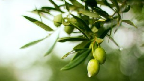 El precio del aceite de oliva cae a mínimos históricos en el campo y se dispara en el súper El precio del aceite de oliva cae a mínimos históricos en el campo y se dispara en el súper