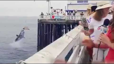 Tiburón se come a una foca en su regreso al mar