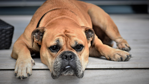 España es uno de los países con más abandonos de Europa, con casi 140.000 perros y gatos abandonados cada año. / PIXABAY España es uno de los países con más abandonos de Europa, con casi 140.000 perros y gatos abandonados cada año. / PIXABAY