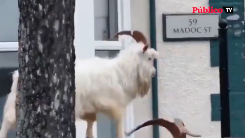 Los animales se adueñan de las ciudades por el confinamiento Los animales se adueñan de las ciudades por el confinamiento