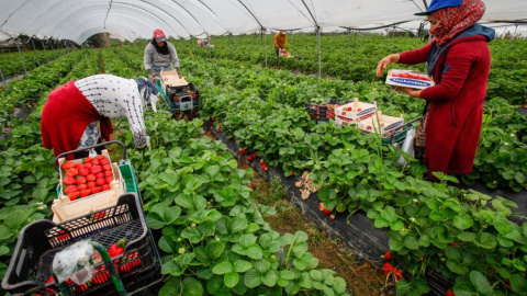Temporeras marroquíes de la fresa. -EFE Temporeras marroquíes de la fresa. -EFE