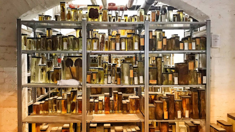Especímenes en el sótano del Museo de Historia Médica de Berlín en la Charité. / Navena Widulin | Berlin Museum of Medical History at the Charité Especímenes en el sótano del Museo de Historia Médica de Berlín en la Charité. / Navena Widulin | Berlin Museum of Medical History at the Charité