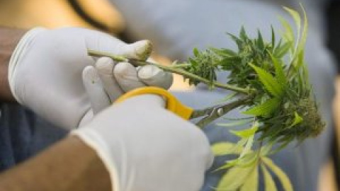 La ONU aplaza a final de año la decisión sobre el uso medicinal del cannabis por la falta de acuerdo La ONU aplaza a final de año la decisión sobre el uso medicinal del cannabis por la falta de acuerdo