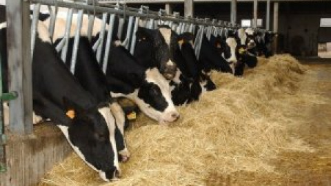 Una empresa despide a una veterinaria por cuidar a su bebé mientras estaba de baja Una empresa despide a una veterinaria por cuidar a su bebé mientras estaba de baja