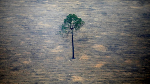 Un único árbol resiste en pie después de un proceso de deforestación. Reuters/Bruno Kelly Un único árbol resiste en pie después de un proceso de deforestación. Reuters/Bruno Kelly