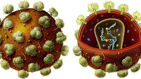 Ilustración que forma parte del material de divulgación. Virus de inmunodeficiencia humana (VIH) que causa el SIDA. / Angie Fox (Museo Estatal de la Universidad de Nebraska)