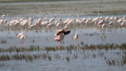 Flamencos. /PIXABAY Flamencos. /PIXABAY
