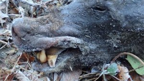 Encuentran el cuerpo mutilado de un segundo oso pardo en Asturias Encuentran el cuerpo mutilado de un segundo oso pardo en Asturias