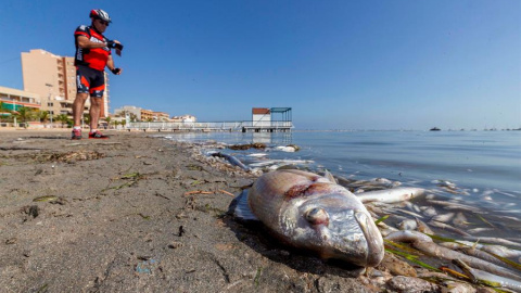 Peces muertos en la playa del Mar Menor tras la gota fría de octubre (Murcia)./ Marcial Guillén (EFE) Peces muertos en la playa del Mar Menor tras la gota fría de octubre (Murcia)./ Marcial Guillén (EFE)