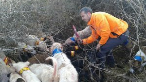 Cinco vídeos que demuestran la crueldad y el ensañamiento de la caza con los animales Cinco vídeos que demuestran la crueldad y el ensañamiento de la caza con los animales