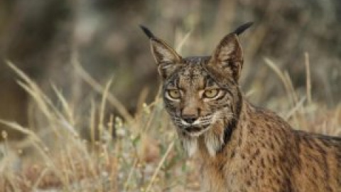 Matan a tiros a un lince ibérico en los bosques de Córdoba Matan a tiros a un lince ibérico en los bosques de Córdoba