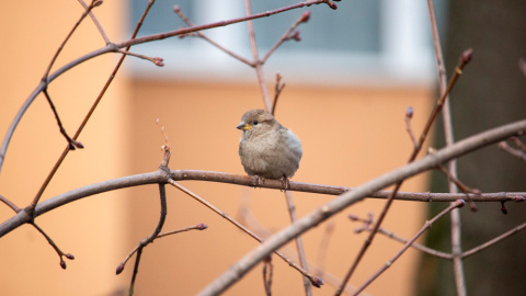 Los gorriones envían un mensaje a las ciudades Los gorriones envían un mensaje a las ciudades