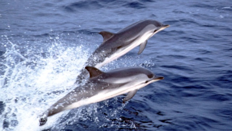 Delfines listados en el Mediterráneo.- A. AGUILAR/IRBIO-UB Delfines listados en el Mediterráneo.- A. AGUILAR/IRBIO-UB
