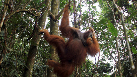 El orangután de Tapanuli es uno de los más vulnerables del mundo. / REUTERS El orangután de Tapanuli es uno de los más vulnerables del mundo. / REUTERS