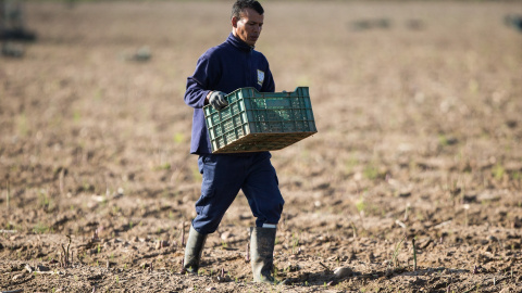 SE ACTIVA LA RECOGIDA DE ESPÁRRAGOS VERDES EN GUADALAJARA Un jornalero carga con una caja de espárragos verdes en Guadalajara durante el Estado de Alarma decretado por el Gobierno de España como consecuencia del coronavirus COVID-19. En Fontanar, Guadalajara, España. A 24 de abril de 2020.
Joaquin Corchero /