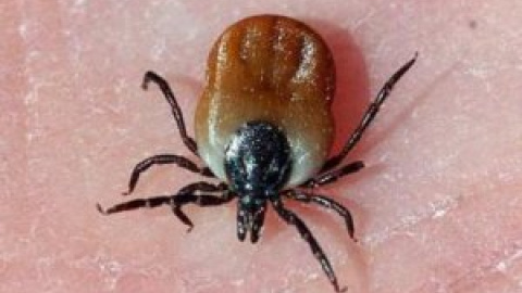 Muere un hombre de 74 años por la fiebre Crimea-Congo tras una picadura de Garrapata Muere un hombre de 74 años por la fiebre Crimea-Congo tras una picadura de Garrapata