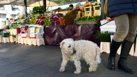 Perro Alemania Perro Alemania