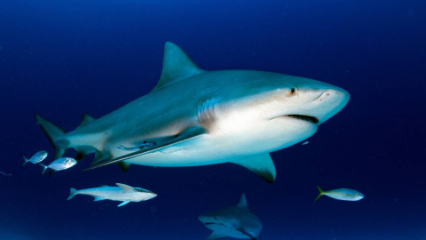 El tiburón toro o sarda (Carcharhinus leucas) es una de las especies más implicadas en los ataques. / ©Andrea Izzotti (AdobeStock)