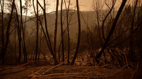 El paso de las llamas sólo ha dejado cenizas y desolación a su paso. | MIGUEL VIDAL (REUTERS)