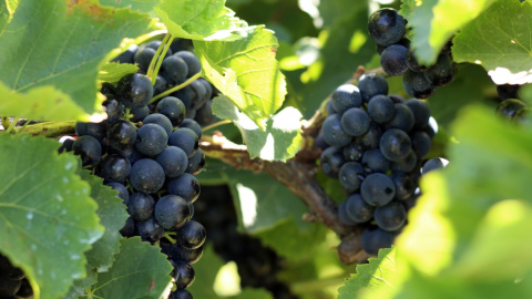 Racimo de uva. /Alba Tomé. Racimo de uva. /Alba Tomé.