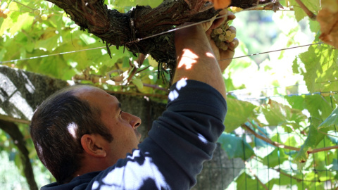 Agricultor de las Rías Baixas. / Alba Tomé. Agricultor de las Rías Baixas. / Alba Tomé.