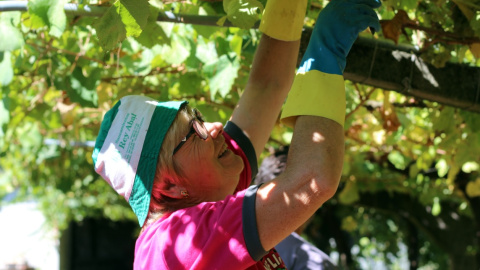 Una agricultora gallega vendimiando en Vilanova de Arousa. / Alba Tomé. Una agricultora gallega vendimiando en Vilanova de Arousa. / Alba Tomé.