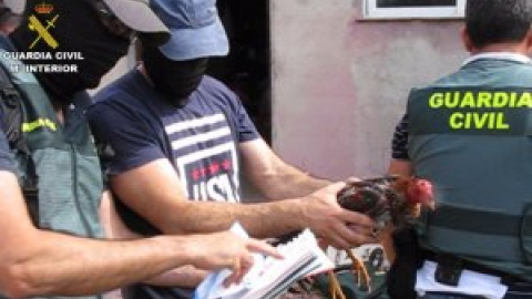 Trece detenidos por peleas clandestinas de gallos en Valladolid Trece detenidos por peleas clandestinas de gallos en Valladolid