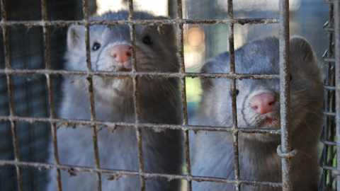 Entre los años 2007 y 2010 se produjeron varias sueltas de visones, de las que se acusó a activistas contra el maltrato animal. Entre los años 2007 y 2010 se produjeron varias sueltas de visones, de las que se acusó a activistas contra el maltrato animal.