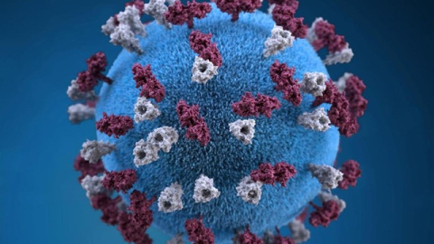 Representación del virus del sarampiónREUTERS / HANDOUT . - Archivo Representación del virus del sarampiónREUTERS / HANDOUT . - Archivo