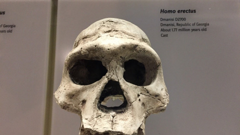 Fotografía del fósil de un Homo Erectus. /Pixabay Fotografía del fósil de un Homo Erectus. /Pixabay