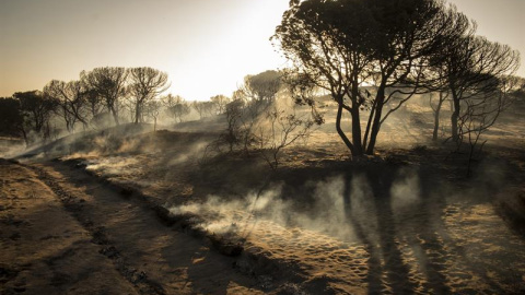 Paraje de Cuesta Maneli tras el incendio declarado el pasado sábado en el paraje "La Peñuela" de Moguer (Huelva) y que afecta al entorno del Espacio Natural de Doñana. /EFE Paraje de Cuesta Maneli tras el incendio declarado el pasado sábado en el paraje "La Peñuela" de Moguer (Huelva) y que afecta al entorno del Espacio Natural de Doñana. /EFE