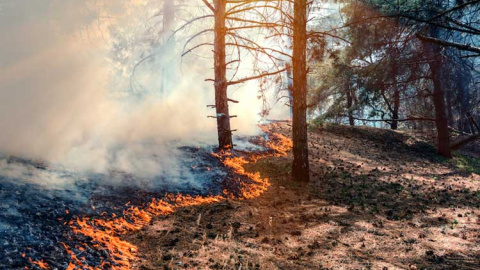 Los incendios forestales en el Planeta fueron 'devastadores' Los incendios forestales en el Planeta fueron 'devastadores'
