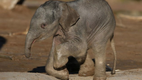 Elefante asiático (Elephas maximus) /EUROPA PRESS Elefante asiático (Elephas maximus) /EUROPA PRESS
